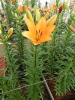 [5101 Montale VH No01.JPG]